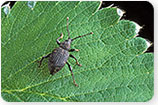 Black Vine Weevil - Tree Insects