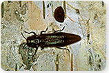 Bronze Birch Borer - Tree Insects