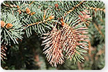 Cooley Spruce Gall Adelgid - Tree Insects