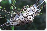 Eastern Tent Caterpillars - Tree Insects