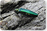 Emerald Ash Borers - Tree Insects