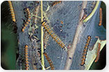 Fall Webworm - Tree Insects