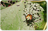 Japanese Beetles - Tree Insects