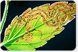 Leaf Miner - Tree Insects