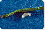 Maple Petiole Borer - Tree Insects