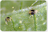 Spider Mites - Tree Insects