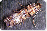 Zimmerman Pine Borers - Tree Insects